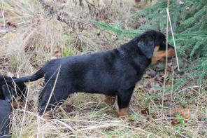 Продаются щенки ротвейлера.
