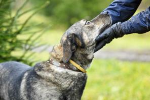 � ��� - ���-��������� � �������� ���� ����