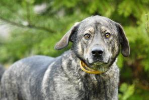 � ��� - ���-��������� � �������� ���� ����