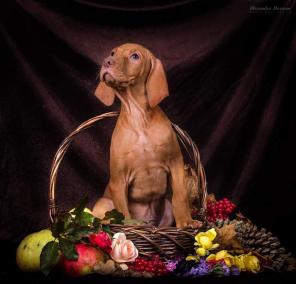 Венгерская выжла - щенки от титулованных родителей