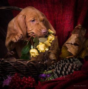 Венгерская выжла - щенки от титулованных родителей