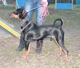 Немецкий Стандартный Пинчер