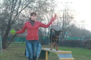 Немецкий Стандартный Пинчер