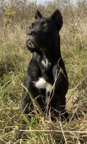 Подрощ. девочки кане-корсо.