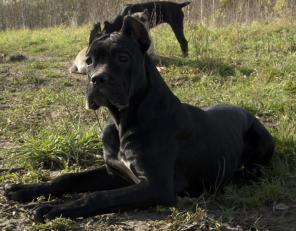 Подрощ. девочки кане-корсо.