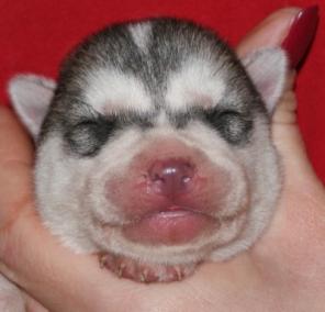 хаски питомник венто либеро