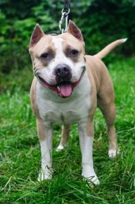 �������� ��������-�������