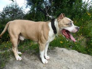 �������� ��������-�������