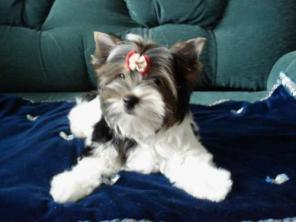 ������������� ������� ������ - 4 ���.