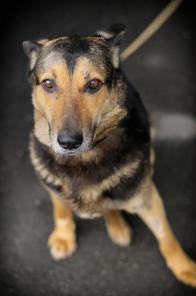 Трехлапый пес Соломон ищет дом! (СПб)