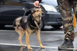 Трехлапый пес Соломон ищет дом! (СПб)