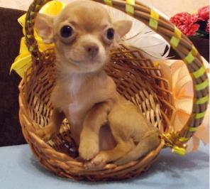 Чихуахуа мини мальчики и девочки