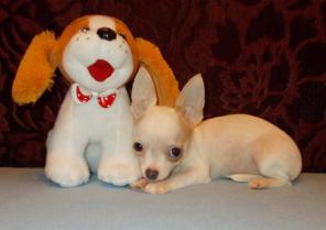 Чихуахуа мини мальчики и девочки