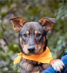 В дар. Фигоро. Обаяние в добрые руки