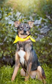 В дар. Фигоро. Обаяние в добрые руки