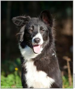 Влюбленный Людвиг! Необыкновенный щенок в дар