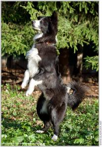 Влюбленный Людвиг! Необыкновенный щенок в дар