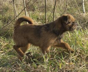 Щенки Брюссельского гриффона от Чемпионов