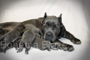 Легендарные щенки Кане Корсо!