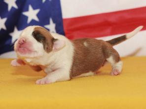 ������� ������������� ���������������� �������