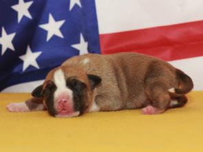 ������� ������������� ���������������� �������