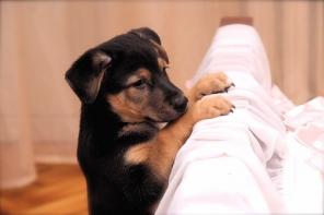 Метисы Нем.Овчарки в дар