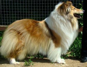 продам щенка колли ярко рыжих