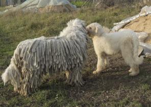 ��������� ������� �������� (���������� �������)