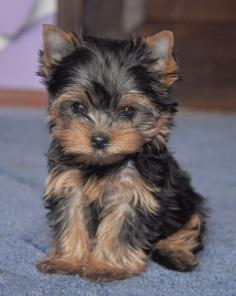 ��������� ����� ������������ �������