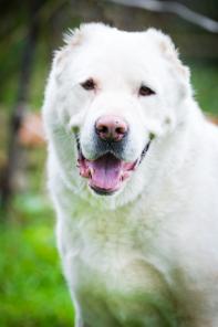 Гасар, белоснежный алабай в дар