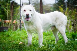 Гасар, белоснежный алабай в дар