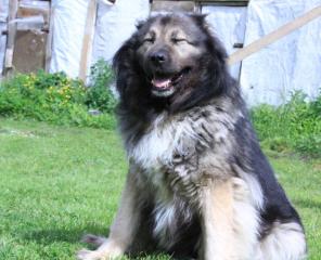 ���������� �������, ������� �����, � ���.