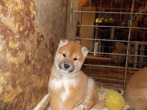 щенки сиба-ину (шиба)