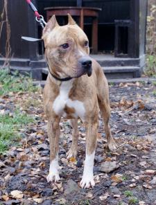 ������� ������� �����