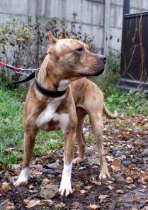 ������� ������� �����