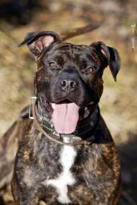 Молодой тигровый питбуль - в добрые руки