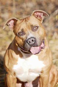 Очень красивый амстафф - в добрые руки