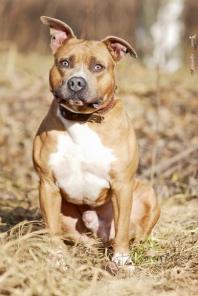 Очень красивый амстафф - в добрые руки