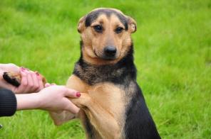 Верный Грей ищет дом!