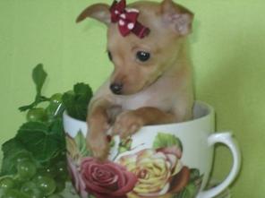 ��������� ������ �������� ���-�������