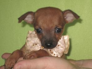 ��������� ������ �������� ���-�������