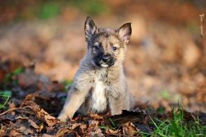 �������� �����