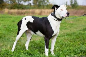 ����� ������� ���������