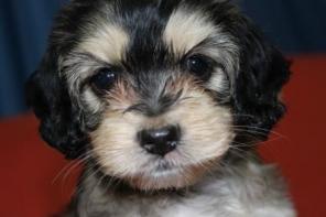 ������ ������ ������(�����-������, �����, �������)