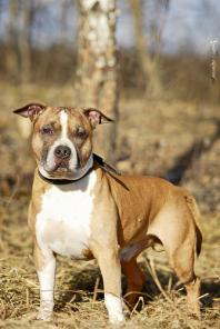 ����� �� � ���� �����,����� � ������