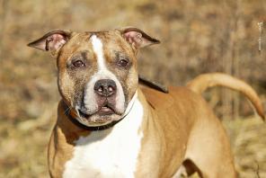 ����������� ��������� ������� - � ������ ����