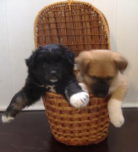 отдам в добрые руки очаровательных щенков