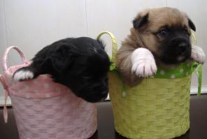 отдам в добрые руки очаровательных щенков