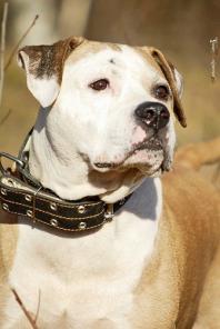 Адекватный дружелюбный питбуль - в дар