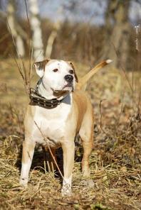 Адекватный дружелюбный питбуль - в дар